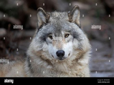 A Lone Timber Wolf Or Grey Wolf Canis Lupus Portrait In The Winter Snow