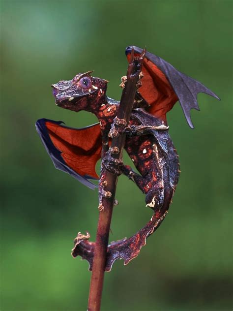 Dragon Flying Lizard The Realm Of Fantasy Pinterest