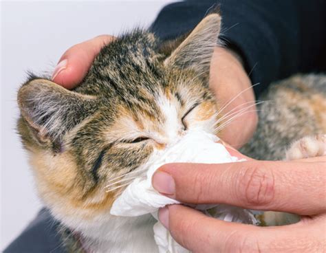 Nose Care For Your Cat Catwatch Newsletter