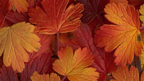 Beautiful Autumn Leaves Wallpaper High Definition High Quality