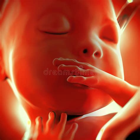 Human Fetus Month 7 Stock Illustration Illustration Of Trimester