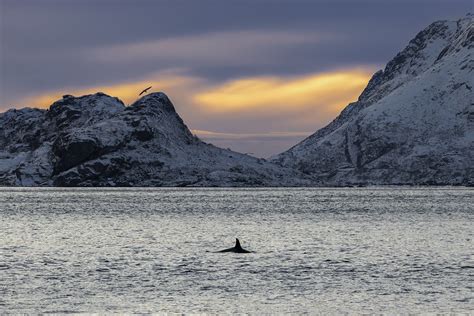 Killer Whales And Sea Eagles Lofoten Norway Killer Whales Flickr