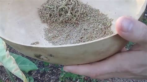 Harvesting Amaranth Seeds Youtube