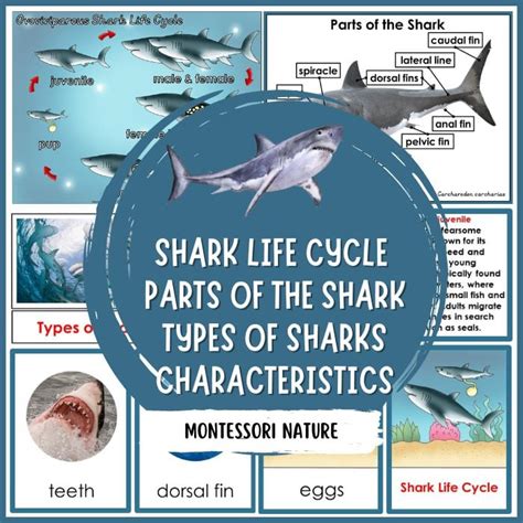 Parts Of The Great White Shark Characteristics Life Cycle Types Of