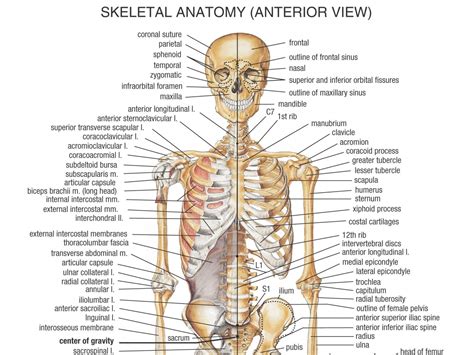 Human Bone Anatomy Osteology Elliot S WebSite