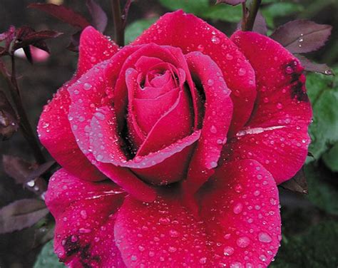 Strong Fragrant Red Rose Flower 50 Seeds Big Blooming Garden Etsy