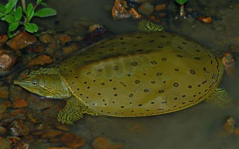 18 Weird And Wonderful Turtle And Tortoise Species Reptiles Alligator