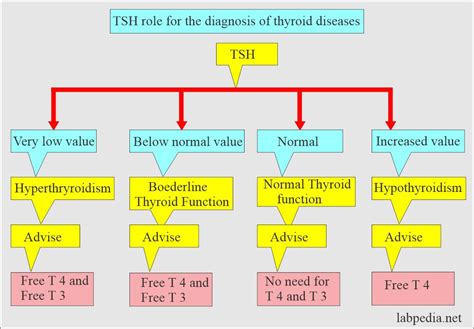 Thyroid Part 2 Tsh Thyroid Stimulating Hormone Thyrotropin
