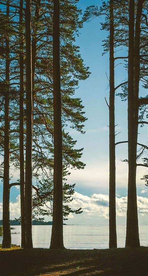 Tall Trees Lake Iphone 6 Plus Hd Wallpaper Scenery Landscape Nature