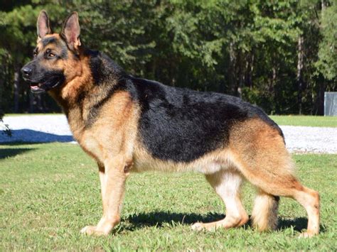 Ten Dog Breeds That Will Risk Their Own Life To Protect You And Your