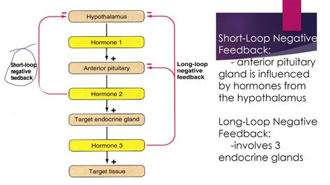 Endocrine Physiology B Pituitary And Hypothalamus Youtube