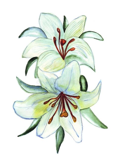 Illustration Of Two Flowers Of White Lilies Stock Illustration