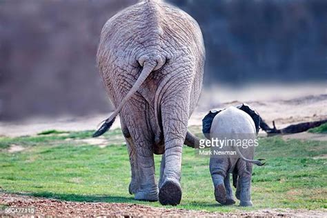 Elephant Tails Photos And Premium High Res Pictures Getty Images