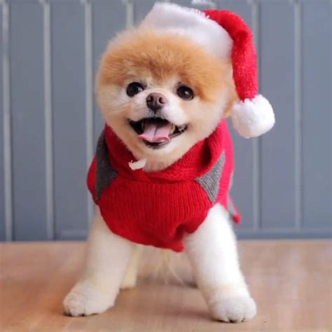Boo The Pomeranian Holiday Video Popsugar Pets