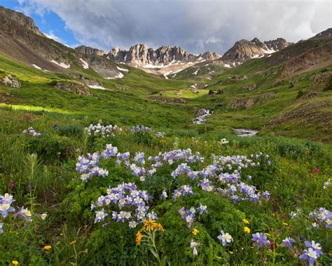 Behind The Image Wildflowers In American Basin Colorado — Moab