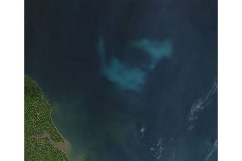 Phytoplankton Bloom In The North Sea