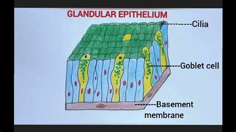 Glandular Epithelium Tissue