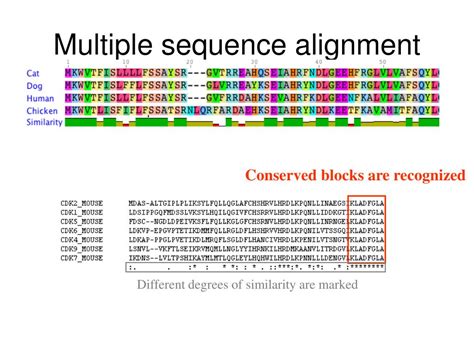 Ppt Multiple Sequence Alignment Powerpoint Presentation Free