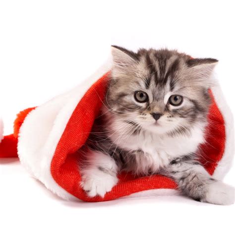Ipad Wallpapers Free Download Christmas Pets Ipad