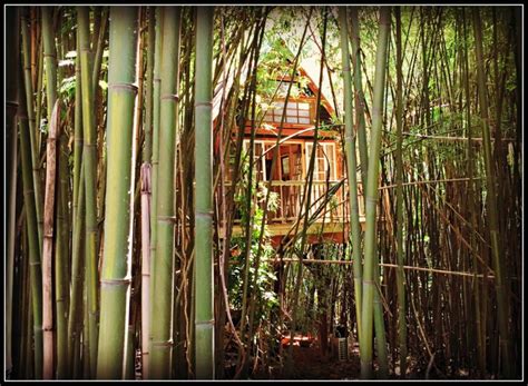 Alpaca Treehouse Atlanta Ga Tree House Resort Bamboo Forest Atlanta