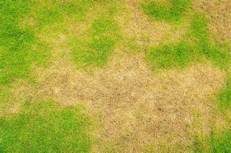 How To Get Rid Of Brown Patch Fungus Lawn Disease