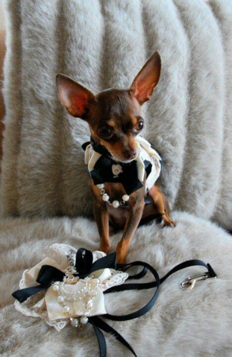 Coco In Hautetails Couture Chihuahua Puppies Chihuahuas Chihuahua