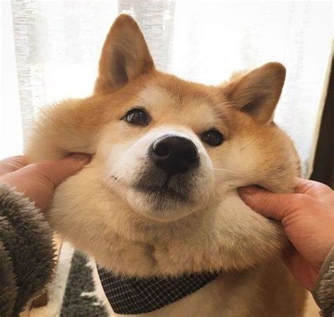 Here Are 12 Hilarious Reasons To Never Trust A Shiba Inu Sonderlives