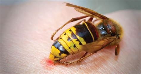 How To Deal With Yellow Jackets With Attitudes