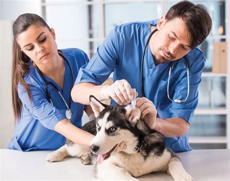 Ethics In The Veterinary Profession Vet Practice Magazine