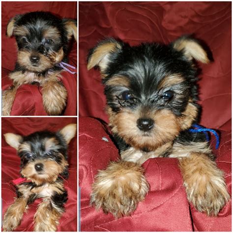 Yorkshire Terrier Puppies For Sale San Marcos Tx 318440
