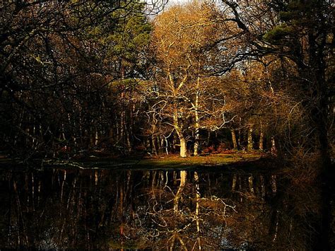 Sunlight Landscape Forest Lake Water Nature Reflection Grass