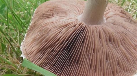 Agaricus Campestris The Field Mushroom Meadow Mushroom Edible