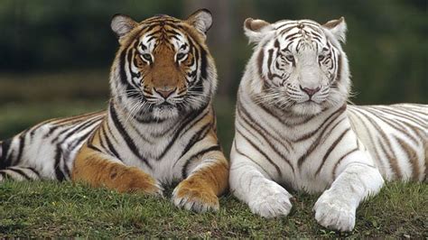 Cats Tiger Big Cat White Tiger Predator Animal Hd Wallpaper