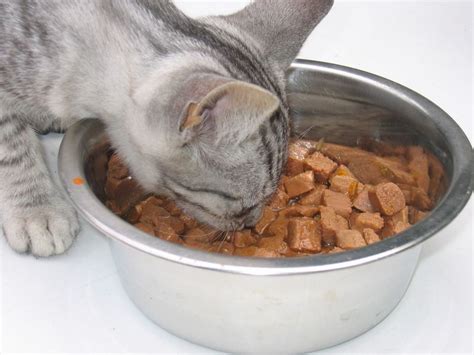 If your cat suffers from kidney disease, your veterinarian may recommend a prescription diet. Cat Food for Kidney Disease | Homemade cat food, Diet cat ...