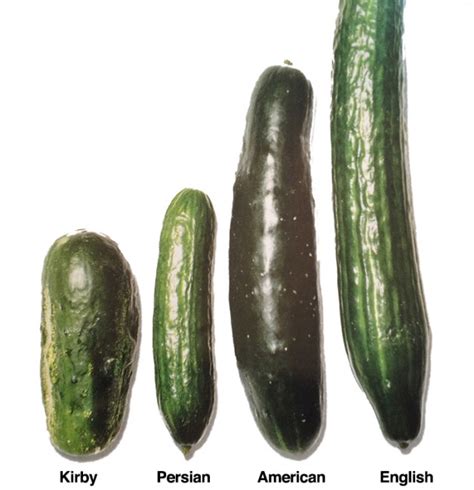 Cucumbers All Types And How To Use Them Gourmet Kosher Cooking