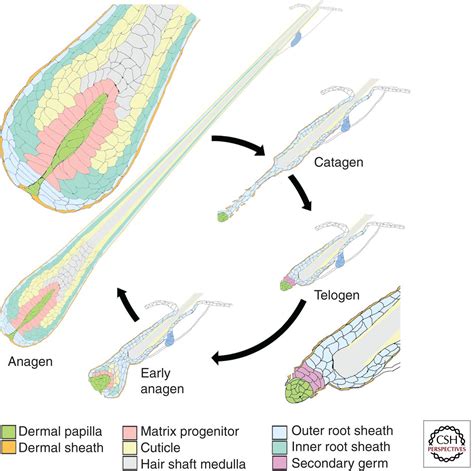 The Dermal Papilla An Instructive Niche For Epithelial Stem And