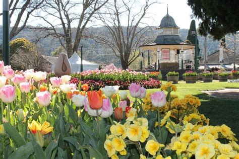 Are You Excited About Tulip Time In Bowral Southern Highland News