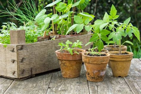 How To Grow More Food In Less Space Simplify