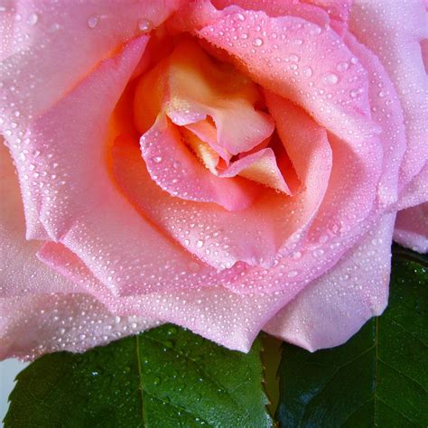 Rose Flower Drops Dew Bud Ipad Air Wallpaper Download Iphone