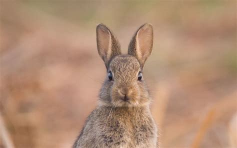 Download Wallpaper 1920x1200 Hare Cute Funny Animal Wildlife