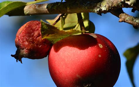 free images apple nature branch fruit flower food red produce flowers naturaleza