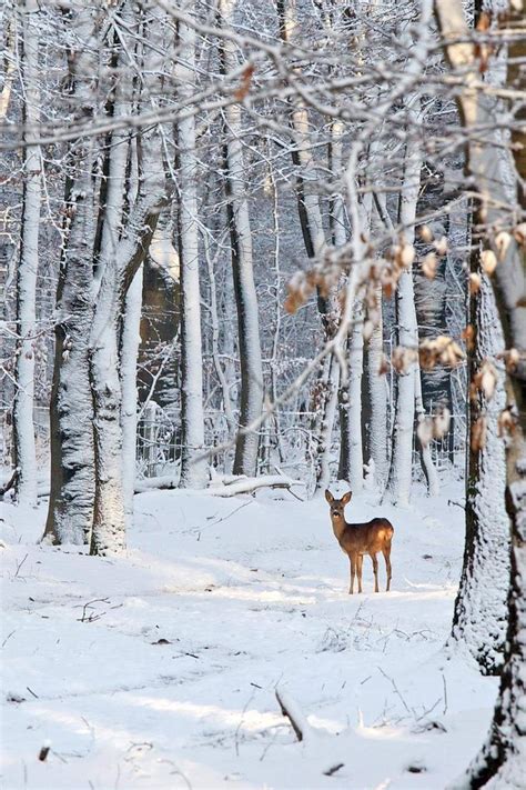 Roe Deer In Snowy Woods Getty Images Пейзажи Живописные пейзажи Олени