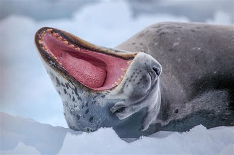 Animals In Antarctica Discover The Wildlife In Antarctica Landed Travel