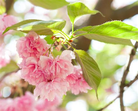 Sakura Cherry Blossom In Spring Stock Photo Image Of Botany Detail