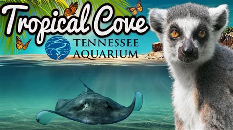 Tropical Cove Tennessee Aquarium Ep 9 Youtube
