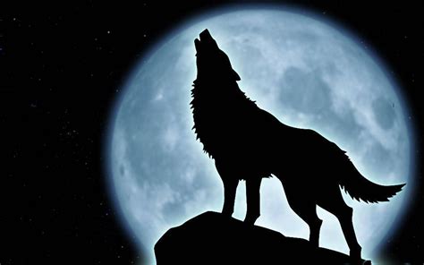 Por Qué Los Lobos Aullan A La Luna Info Taringa