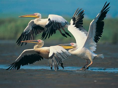 Amazing Wild Life Photography Birds Desktop Wallpapers Wallpaper Zone