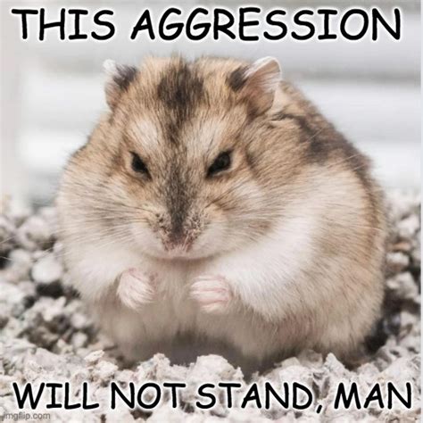 Angry Hamster Says Imgflip