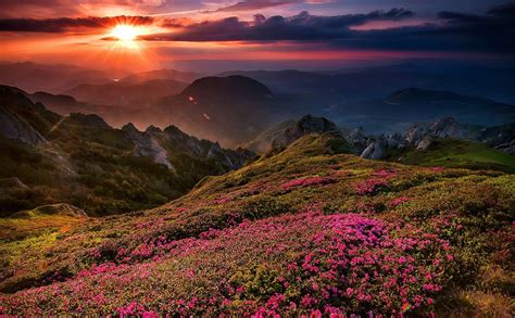 Wildflowers Mountain Valley Wallpapers Wallpaper Cave
