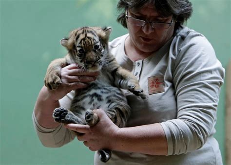 Prague Zoo Celebrate Health Of Rare Malayan Tiger Cubs New Straits
